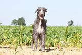 DEERHOUND 003